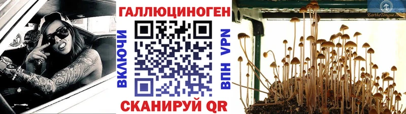 Псилоцибиновые грибы мицелий Мурманск